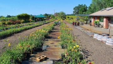 Amador Flower Farm Sacramento Day Trip