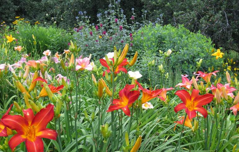 Amador Flower Farm Daylilies