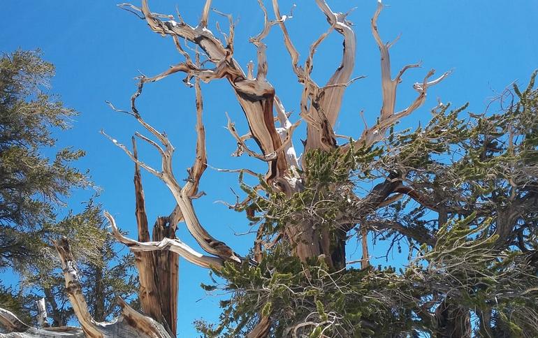 Ancient Bristlecone Pine Forest