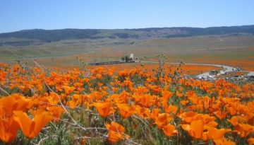 Antelope Valley Poppy Reserve Day Trip