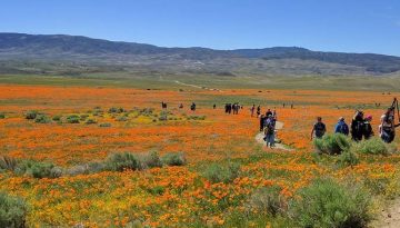 Antelope Valley Day Trip Things To Do