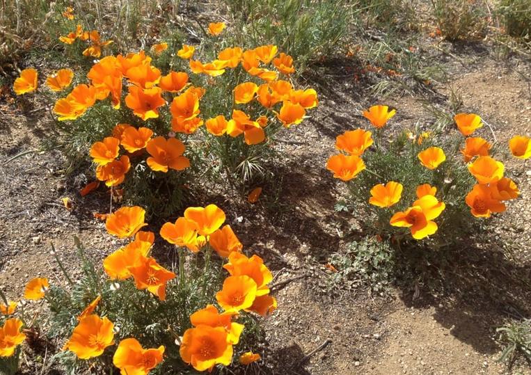 Antelope Valley Poppy Reserve