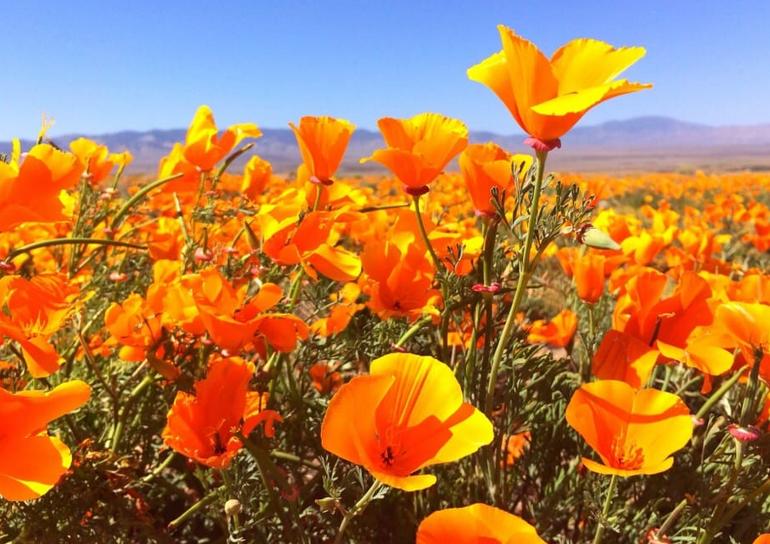 Antelope Valley Poppy Reserve