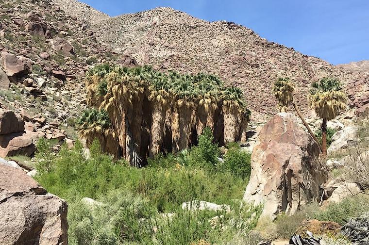 Anza-Borrego Desert State Park Palm Oasis