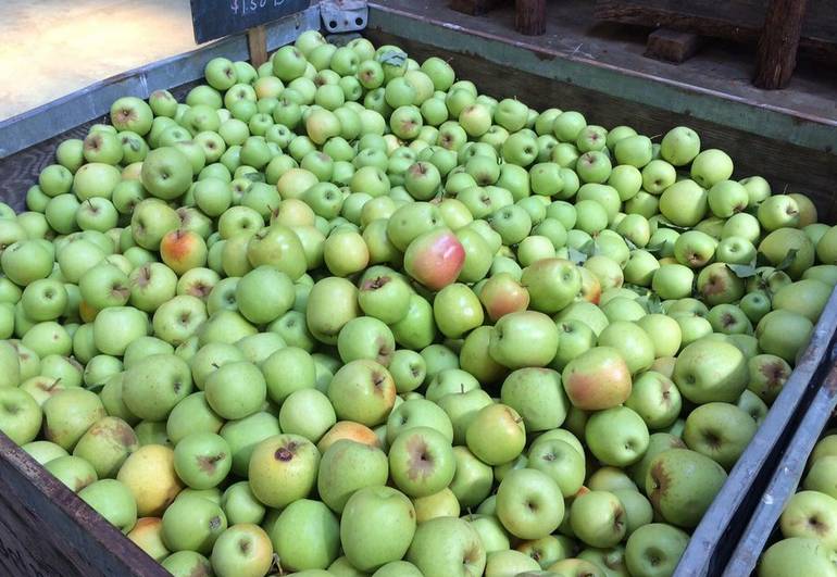 Apple Hill Orchards