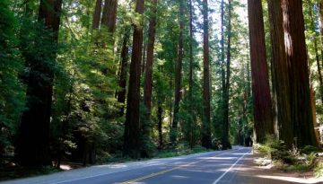 Avenue of the Giants Humboldt Redwoods