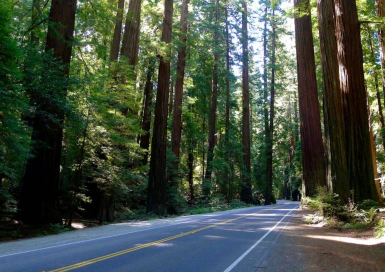 Avenue of the Giants Humboldt Redwoods