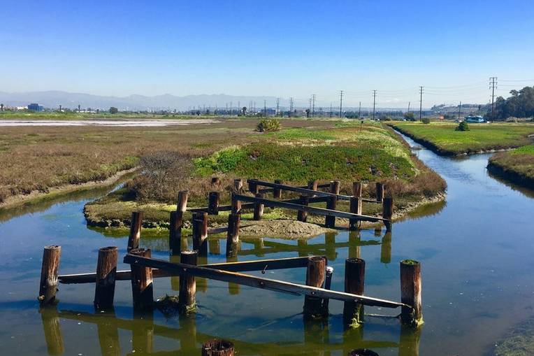 Ballona Fresh Water Marsh