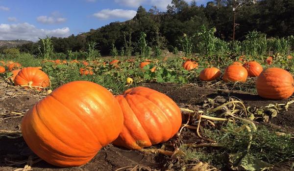 Bates Nut Farm Pumpkin Patch