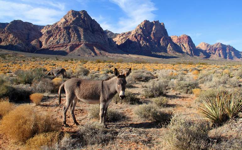 Fun Unique Nevada Day Trips