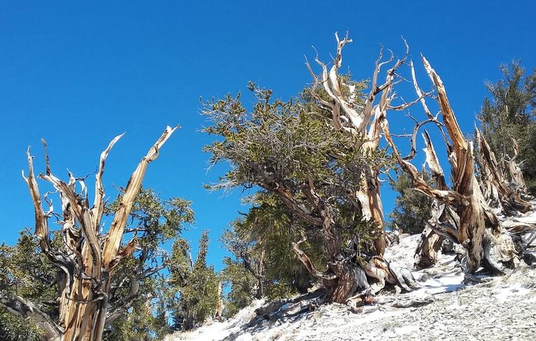 Ancient Bristlecone Pine Forest