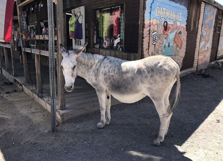 Oatman Burros