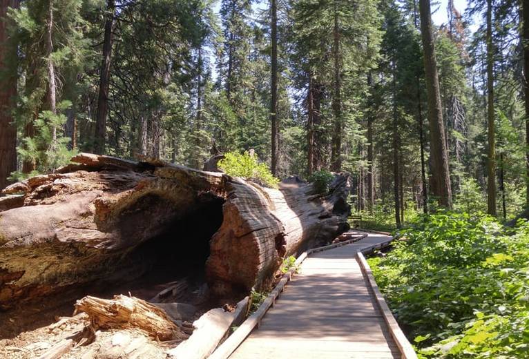 Calaveras Big Trees State Park Day Trip