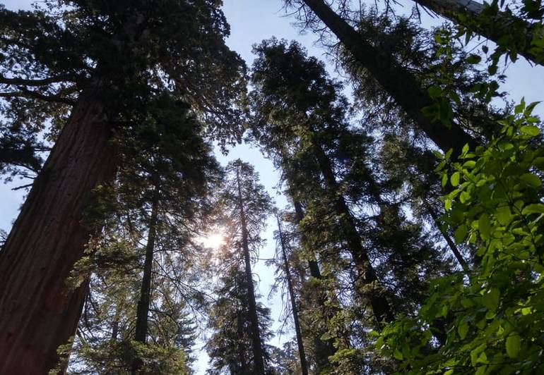 Calaveras Big Trees State Park