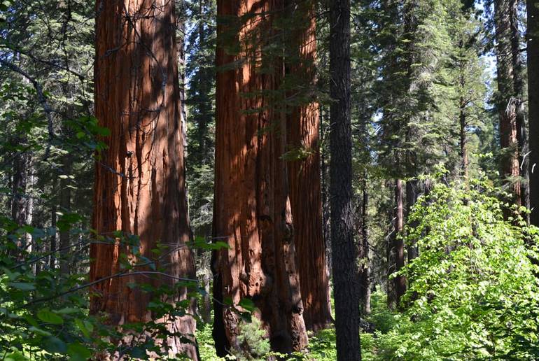 Calaveras Big Trees State Park