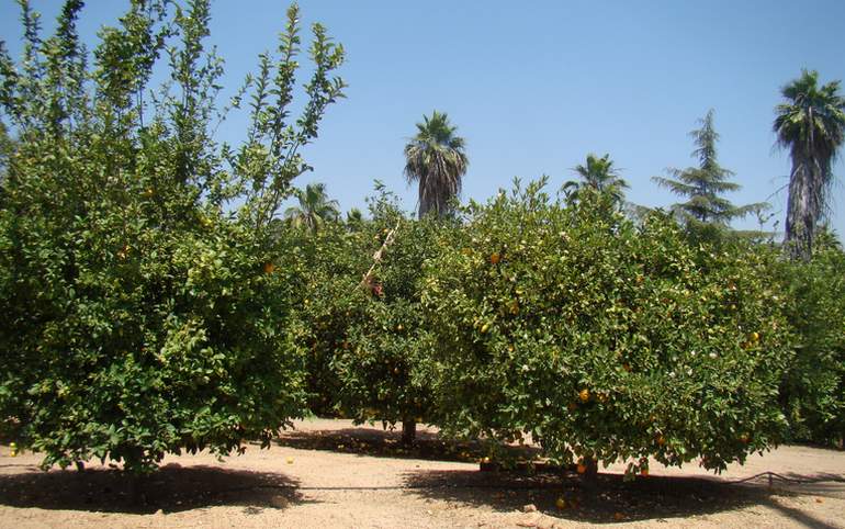 California Citrus State Historic Park