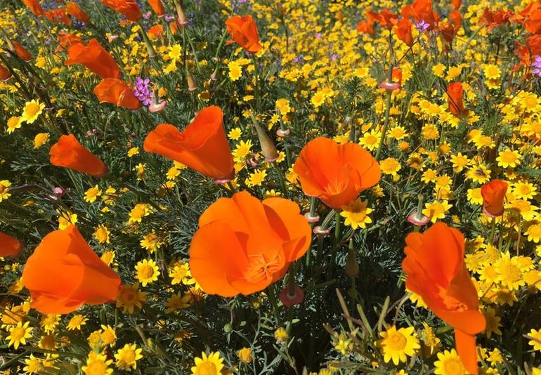 Antelope Valley Poppy Reserve