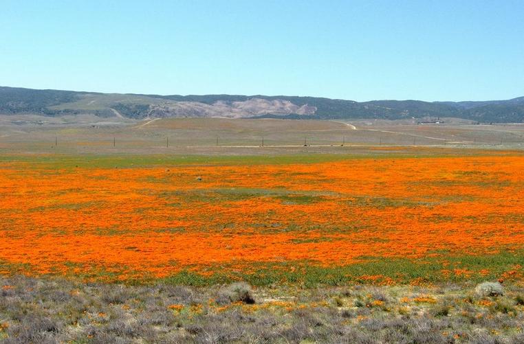 Antelope Valley Poppy Reserve