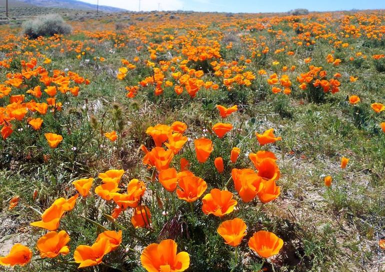 Antelope Valley Poppy Reserve