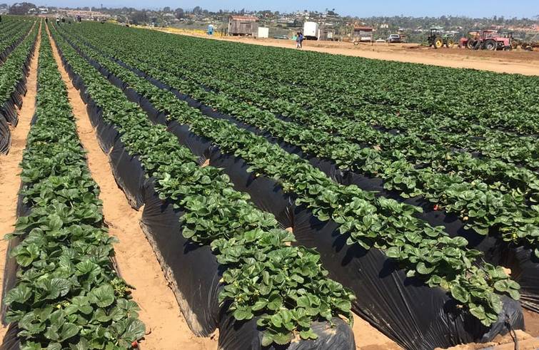 Carlsbad Strawberry Company U-Pick Farm