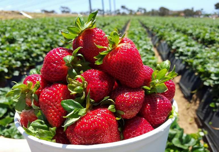 Carlsbad Strawberry Company U-Pick Farm