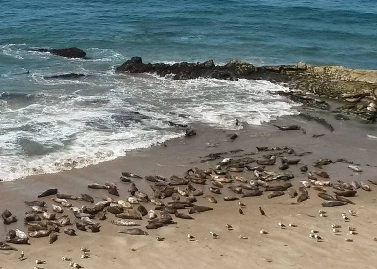 Carpinteria Harbor Seal Preserve