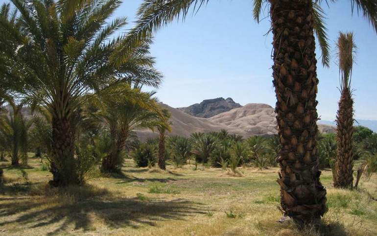 China Ranch Date Farm