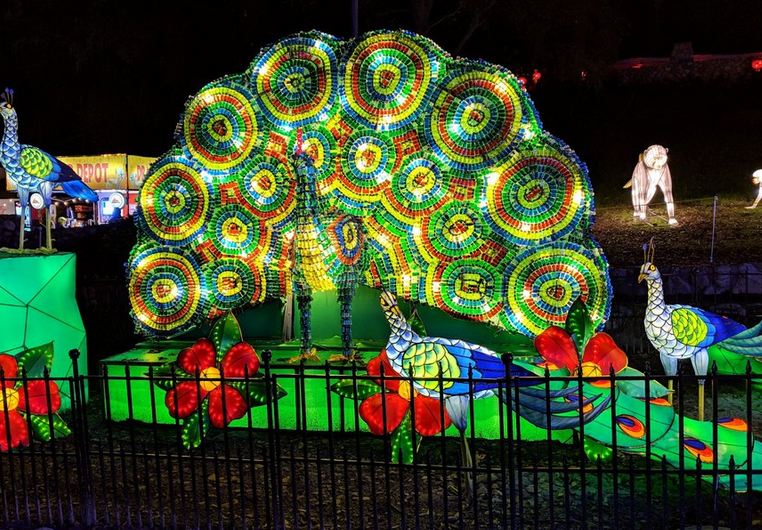 Peacock Lantern Display