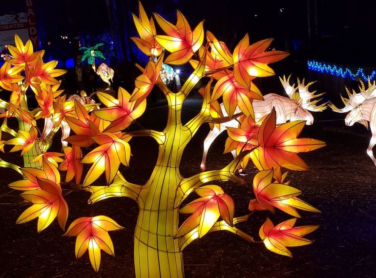 Tree Lantern Display