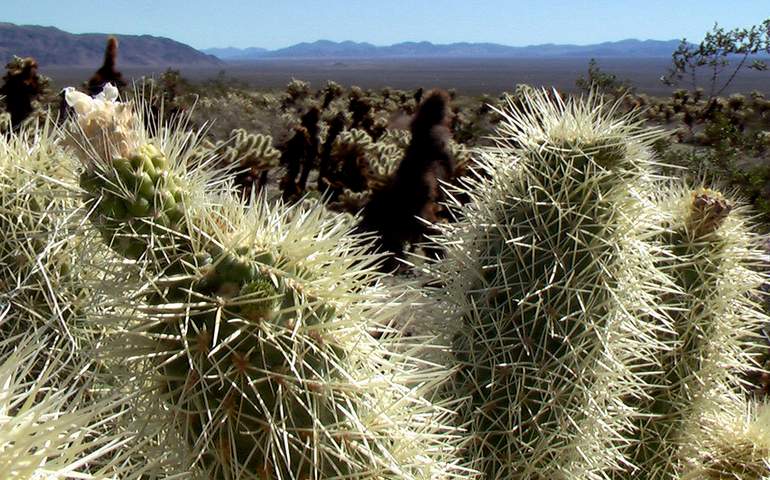 cholla-catus-garden