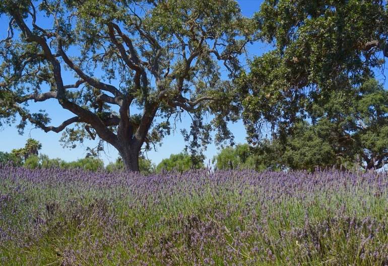 Clairmont Lavender Farm