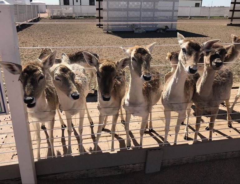 Deer Feeding Area