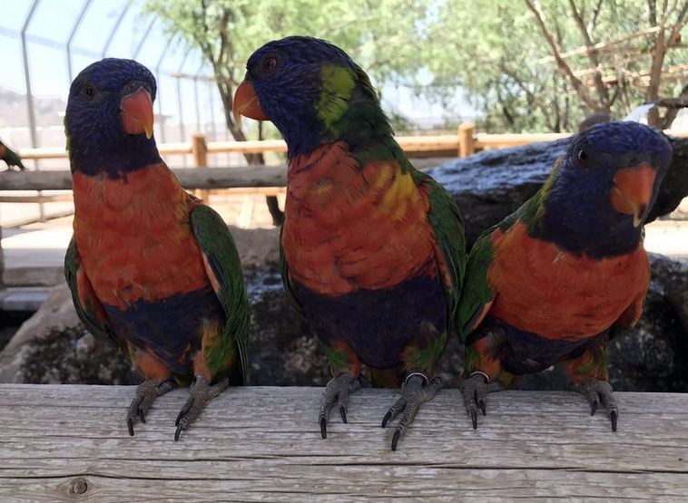 Rainbow Lorikeet Forest