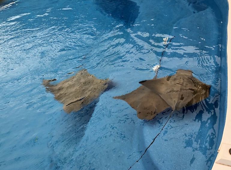 Stingray Feeding