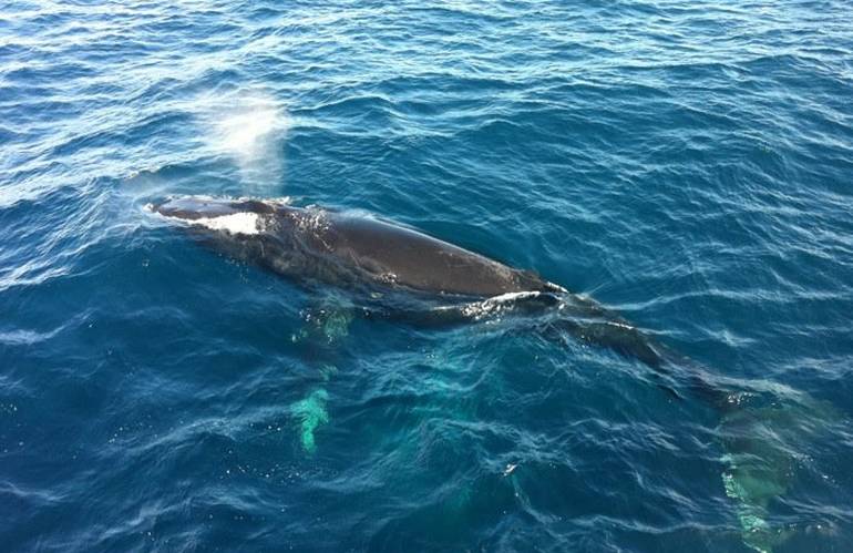 Condor Express Whale Watching