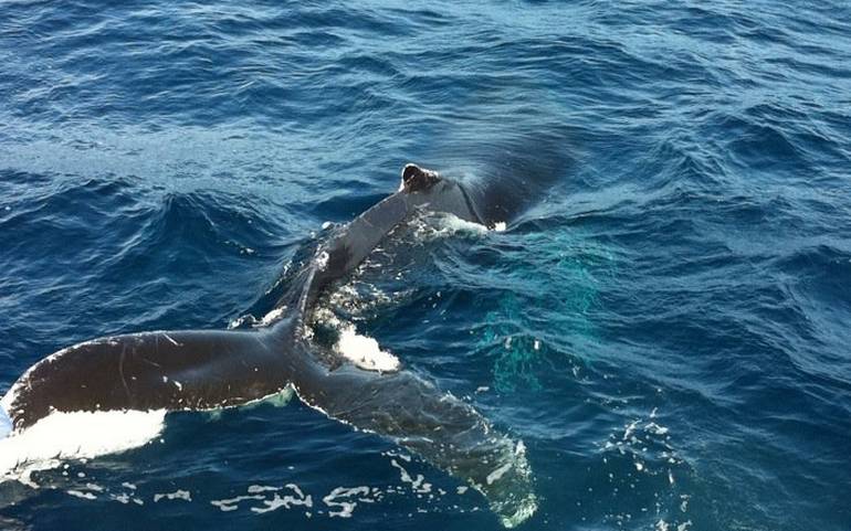 Condor Express Whale Watching