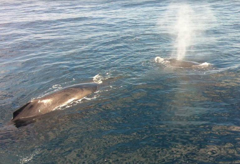 Condor Express Whale Watching