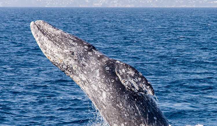 Dana Point Whale Watching