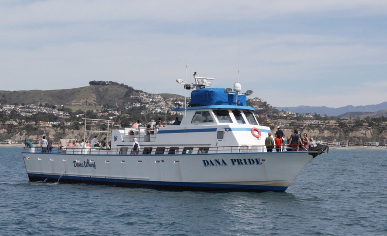 Dana Wharf Whale Watching Discount Tickets