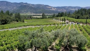 Day Trip to Calistoga California