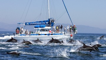 Dolphin Safari Whale Watching