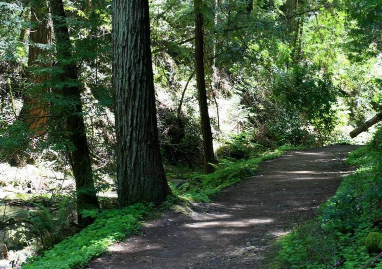 Henry Cowell Redwoods State Park Fall Creek Trail