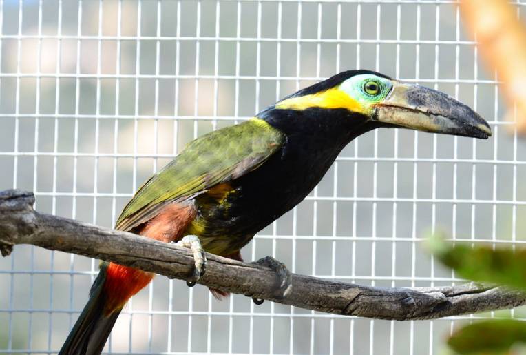 Emerald Forest Bird Gardens Fallbrook California