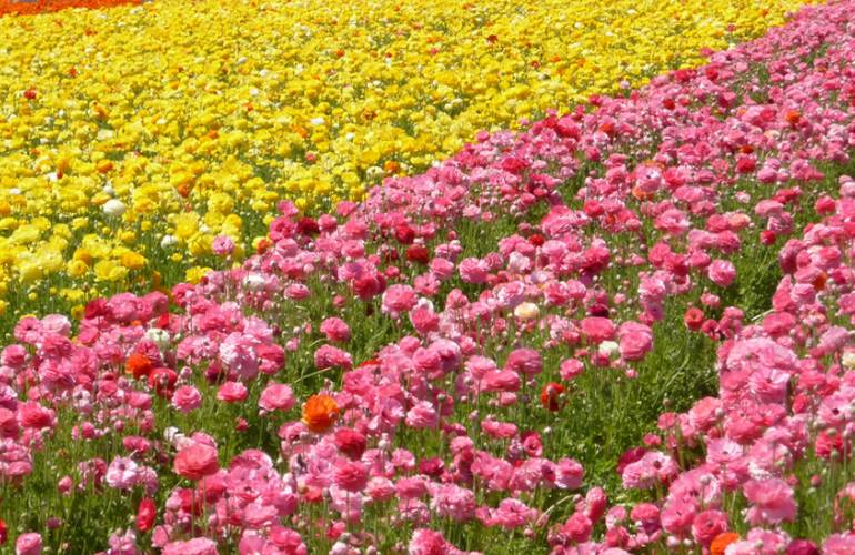 Lompoc Flower Fields