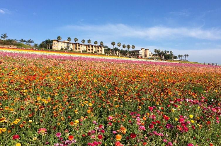 Carlsbad Flower Fields