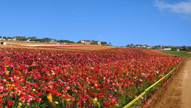 Carlsbad Flower Fields