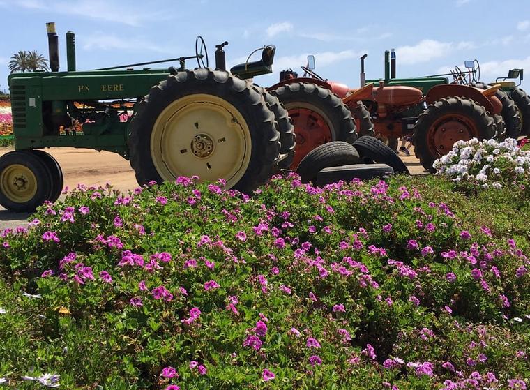 Carlsbad Flower Fields