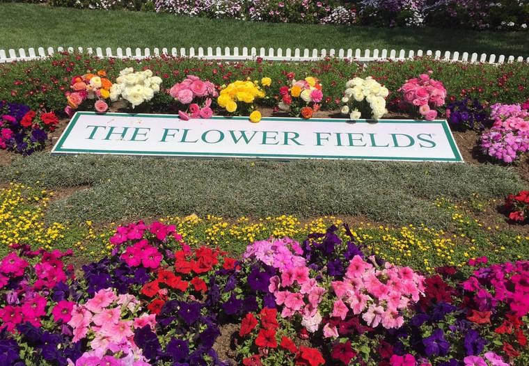 Carlsbad Flower Fields