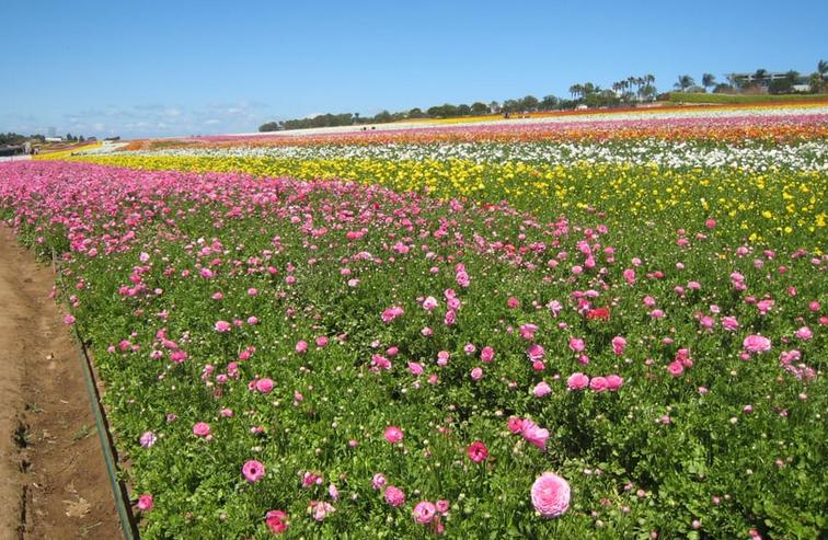 Carlsbad Flower Fields