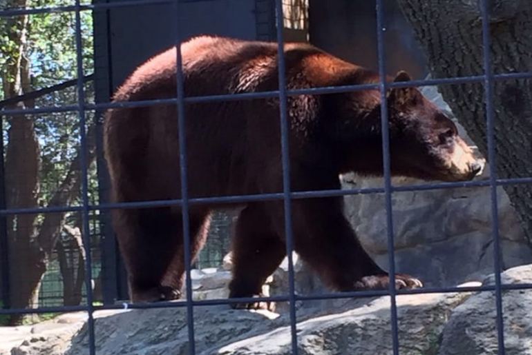 Folsom City Zoo Black Bear